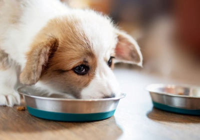 A Guide for New Pet Parents on the Best Puppy Food and How to Transition to Adult Dog Food
