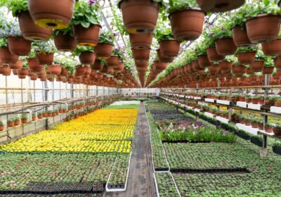 Landscaping in Mt Juliet, TN: Crafting Outdoor Beauty with Local Expertise