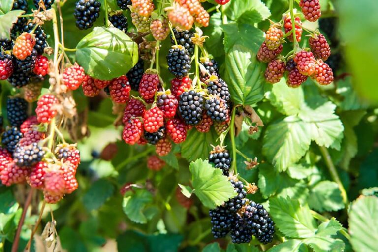 How to Plant and Harvest Blackberries in NZ